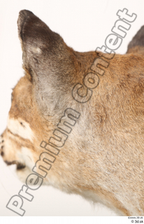 Asian golden cat Catopuma Temminckii cheek ear head 0001.jpg